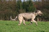 IRISH WOLFHOUND 339